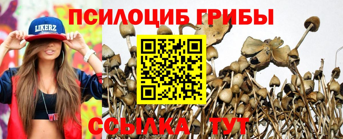 Карасук  Псилоцибиновые грибы мухоморы  Вход с VPN 